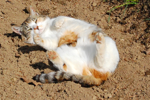 ネコと動物愛護チャリティーカレンダー2011－10月