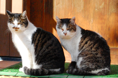 ネコと動物愛護チャリティーカレンダー2011－11月