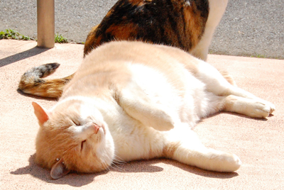 ネコと動物愛護チャリティーカレンダー2011－4月