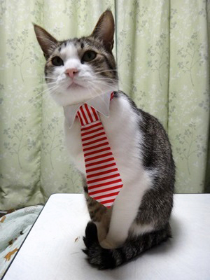 猫のおしゃれネクタイ、ストライプレッド