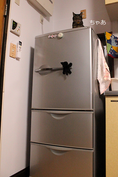 冷蔵庫の上