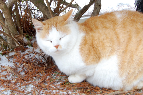 地域猫－冬