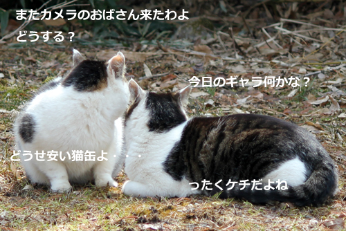 ネコと動物愛護チャリティーカレンダー2011－11月