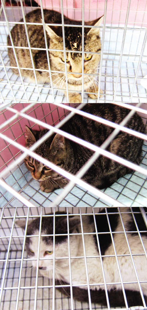 猫の不妊のための手術、捕獲写真2