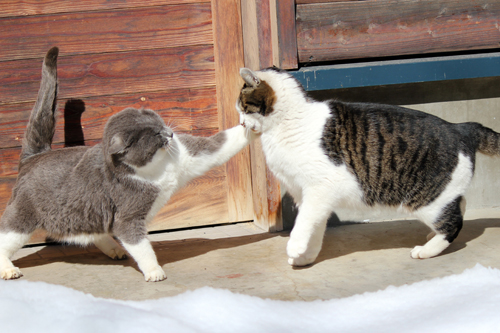 ネコと動物愛護チャリティーカレンダー2013　1月