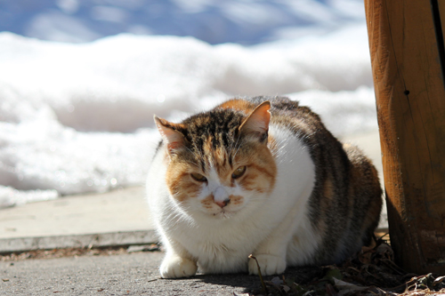 ネコと動物愛護チャリティーカレンダー2013　2月