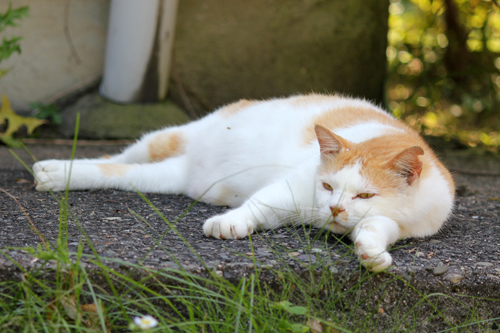 ネコと動物愛護チャリティーカレンダー2013　8月