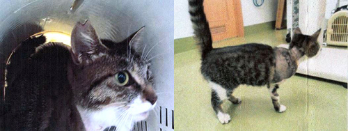 置き去り猫、不妊化手術と怪我の治療写真