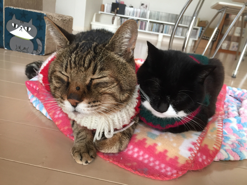 猫堂、ネコと動物愛護チャリティーカレンダー2017、12月-1