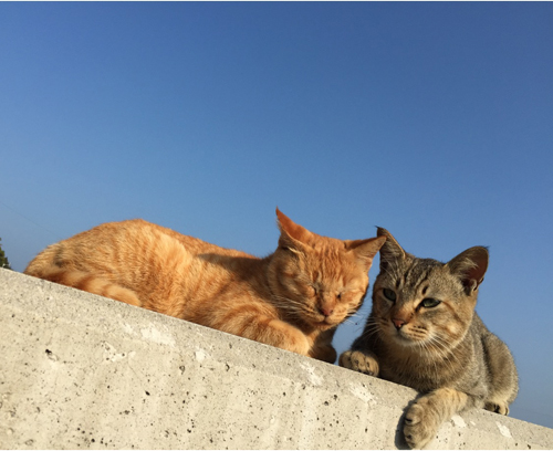 猫堂、ネコと動物愛護チャリティーカレンダー2017、6月-01