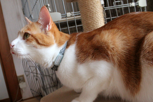 ネームホルダー、猫の首輪用迷子札、装着例