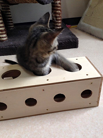 猫のおもちゃ、手作りチーズボックス3