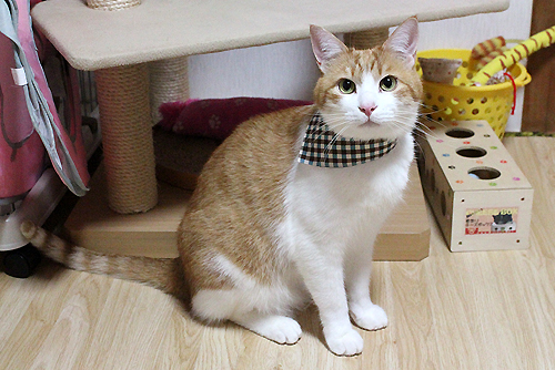 猫のおしゃれ首輪２リバーシブルバンダナ、装着例