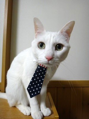 猫のおしゃれネクタイ、アメリカ国旗柄