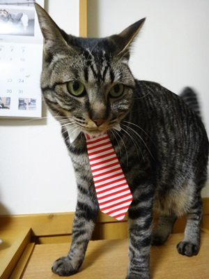 猫のおしゃれネクタイ、ストライプレッド