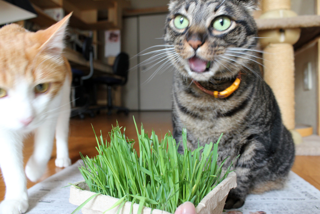 猫草食べながらビックリしてる？