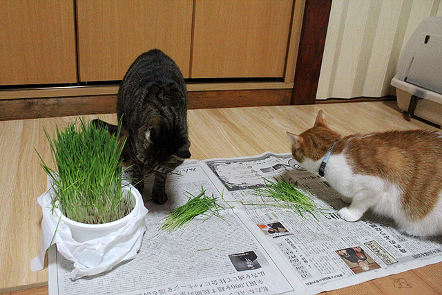 すっごい長い猫草～