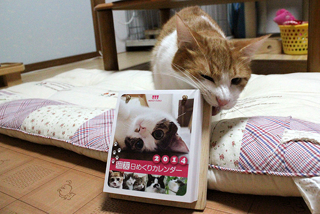 猫友日めくりカレンダー2014