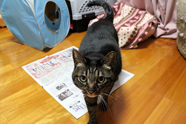新聞は猫草の前兆