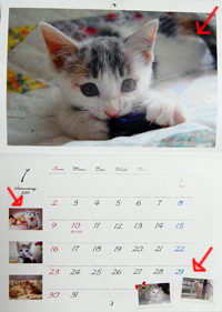 ネコと動物愛護チャリティーカレンダー2015　写真募集中です