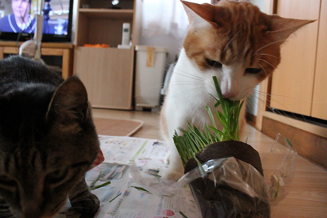 猫草どんどん食べます！