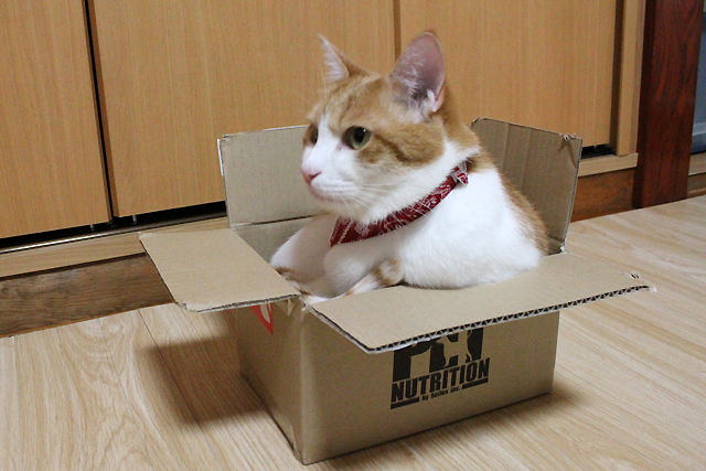 小さいダンボール箱に入る大きな猫