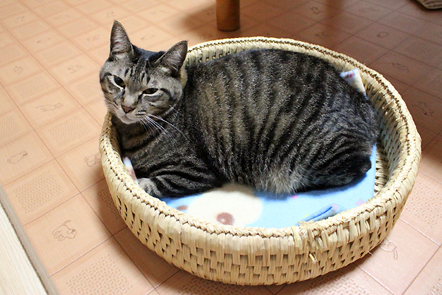 猫つぐら丸型ベッド