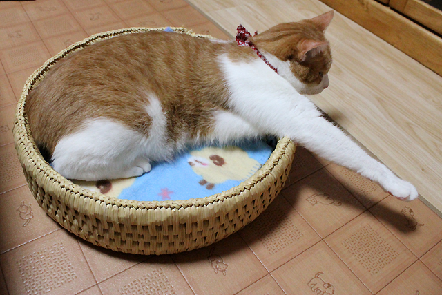 猫つぐら丸型ベッド、こんどはをちび