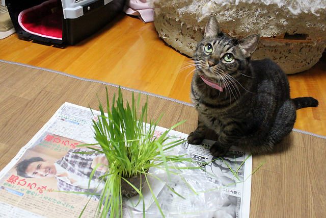 HIROMIGOと猫草とちゃあさん