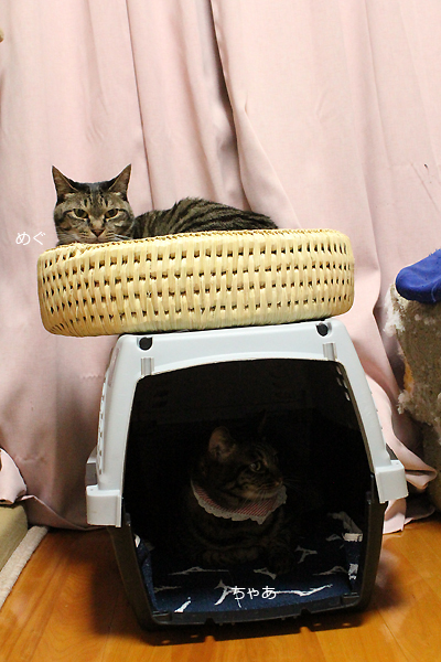 猫つぐら丸型なごみベッドとキャリーバッグ