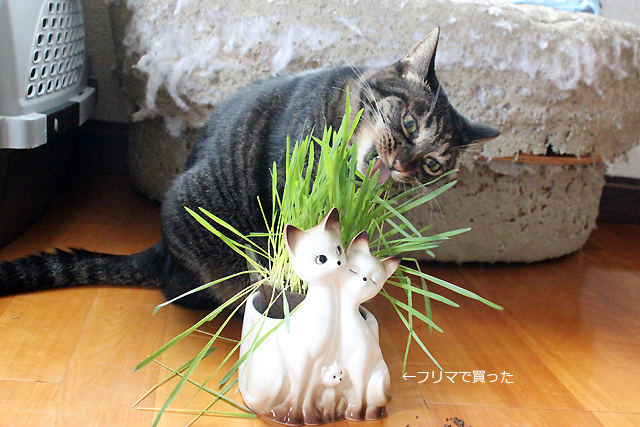 猫草を上手に（？）食べる猫ちゃあさん