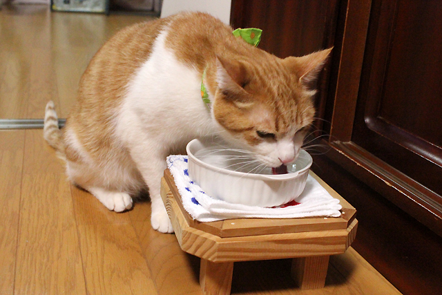 水を飲む猫をちび