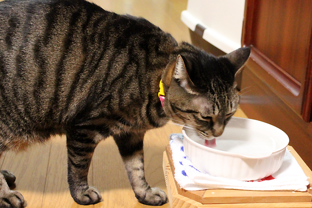水を飲む猫、おめぐさん