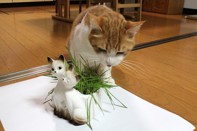 猫草上手に食べます