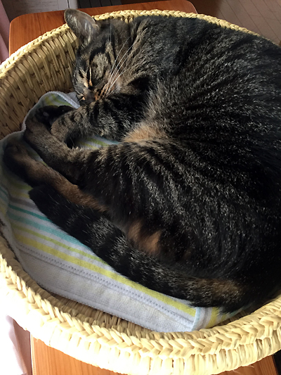 猫つぐら丸型なごみベッド