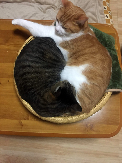 猫つぐら丸形なかよしベッド