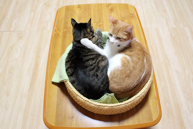 猫つぐら丸型なかよしベッド