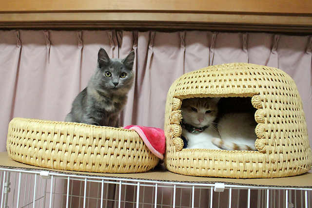 猫つぐらと猫つぐら丸型なかよしベッド