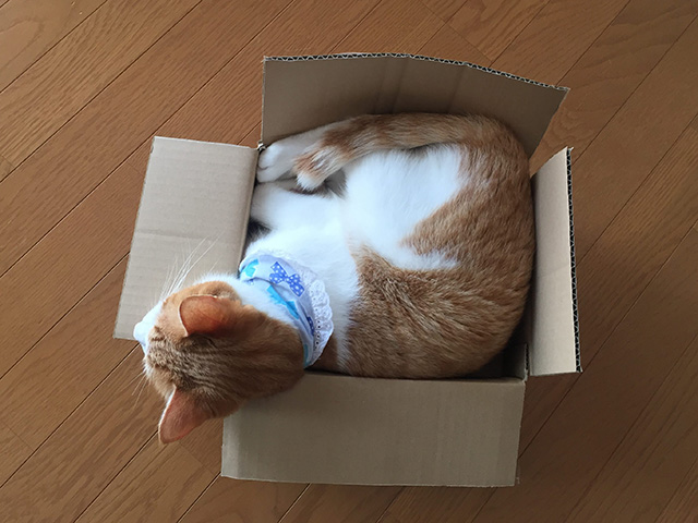 コンパクトな箱猫