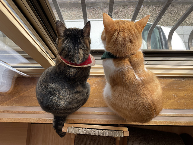 外観察猫