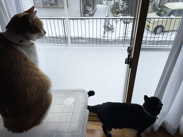 雪見猫