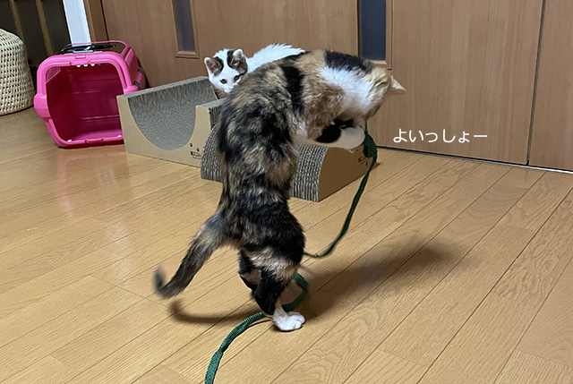 2本足で立つ猫