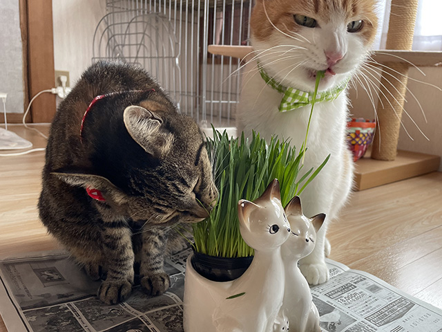 猫草大好き