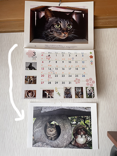 ネコと動物愛護チャリティーカレンダー