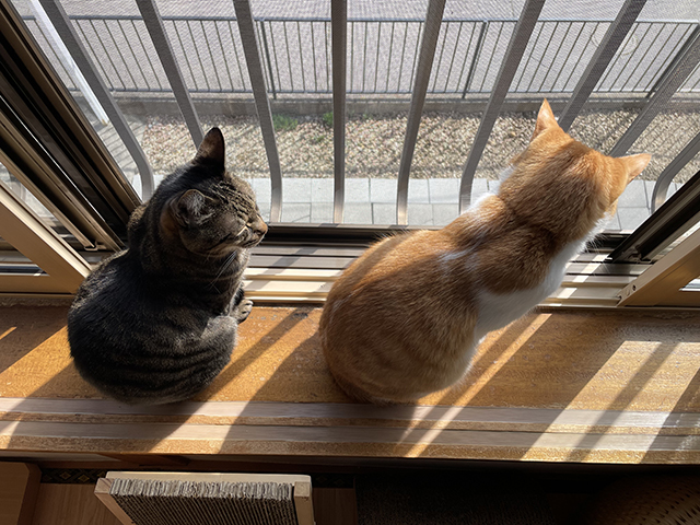 外観察猫