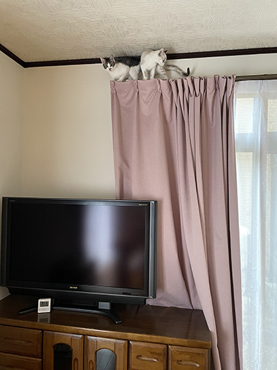 カーテン登り猫