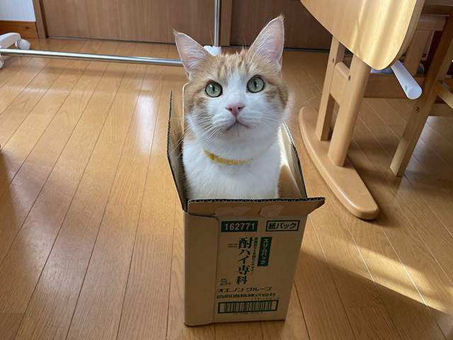 箱猫