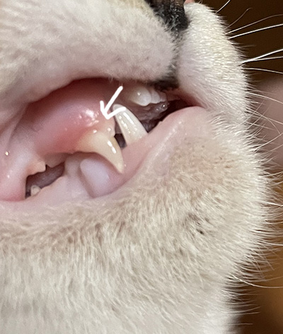子猫の永久歯