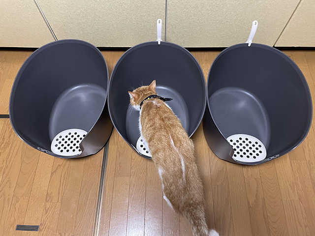 猫トイレ洗った２