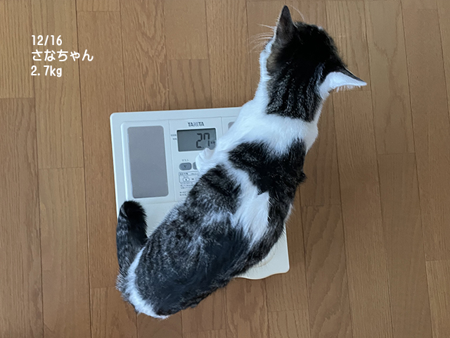 さなちゃん　体重：2.7kg